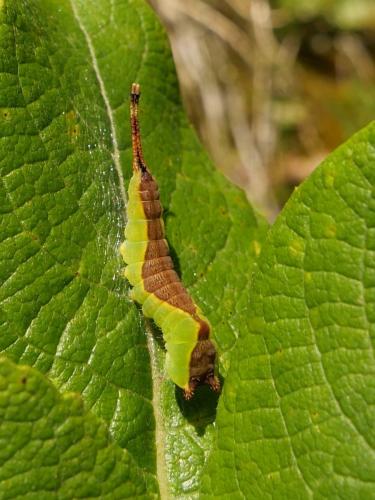 Réf. 333 375 : Cerura vinula
